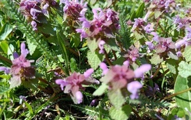 IMG_20260422_133127