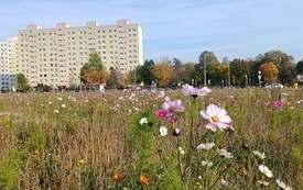 IMG_20261007_140000