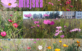 Łąka miejska