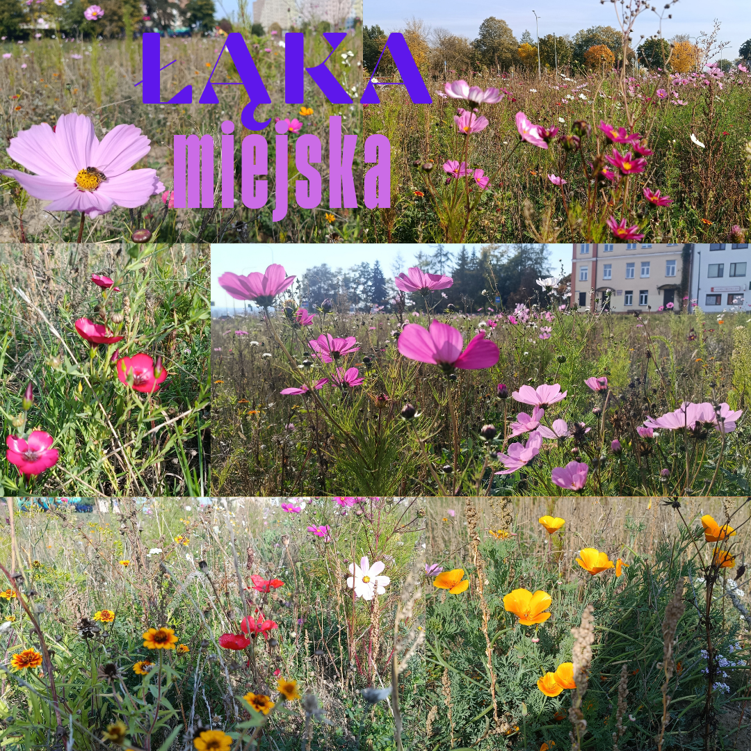 Łąka miejska