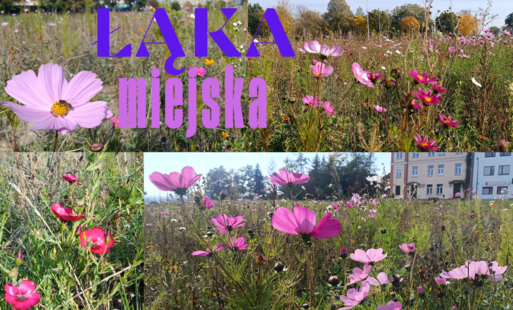 Zdjęcie do Miejska łąka przy ul. A. Wardyńskiego zachwyca barwami